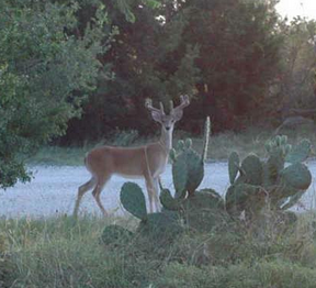 round rock real estate